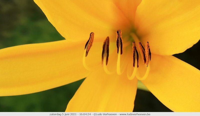 Daglelie - Hemerocallis lilioasphodelus