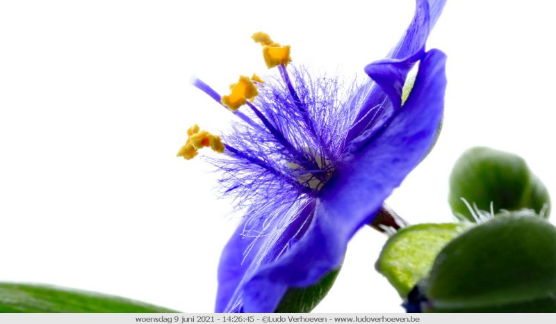 Backlight: Eendagsbloem - Tradescantia virginiana 