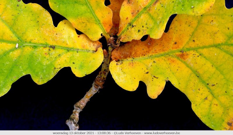 Autumn leaves - Herfst