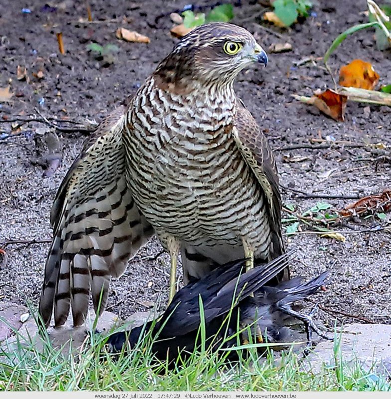 Birds in my garden