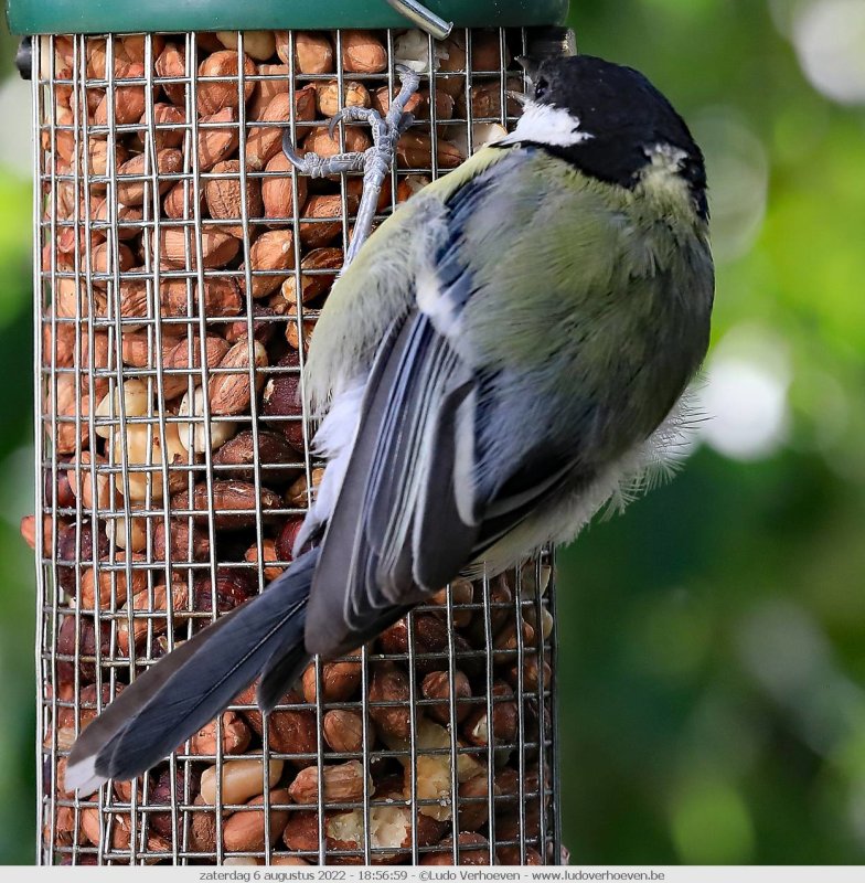 Birds in my garden
