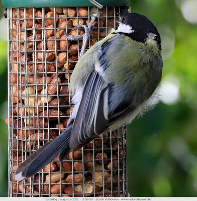 Birds in my garden