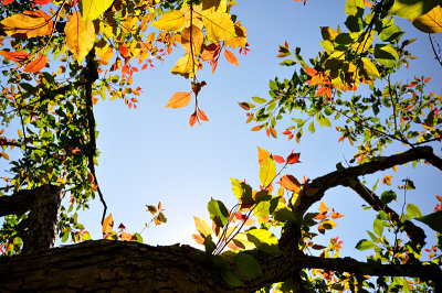 feuilles dautomne en juillet