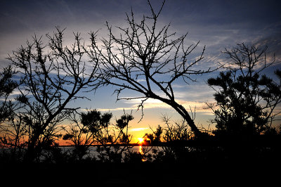 Le soleil derrire les branches