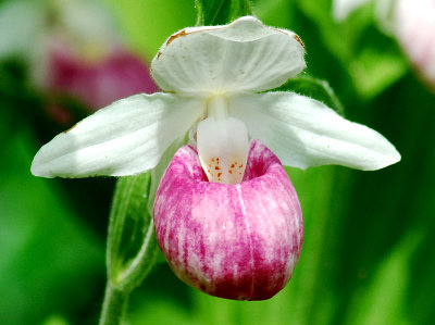 orchide qubcoise