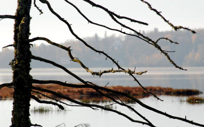 Larbre mort, les marais du Nord 