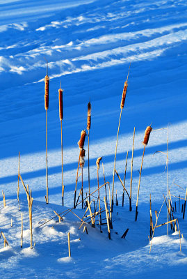 Que font ces quenouilles en hiver ?