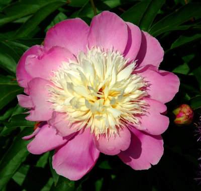 Pivoine, Victoriaville 