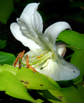 Jardins de Mtis 