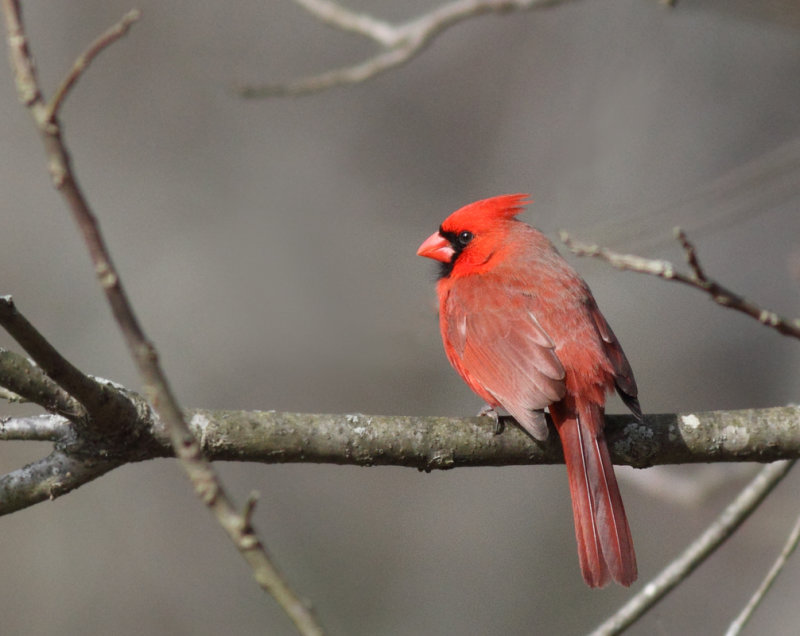 Cardinal