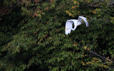 White Bird by the Lake