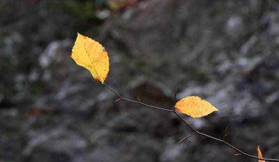 Fall colors