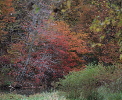 Fall colors