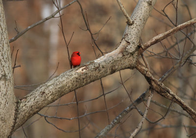 Cardinal