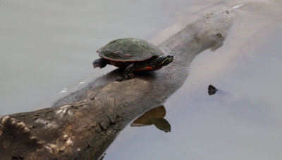 Turtles