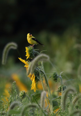 Sunflower Field