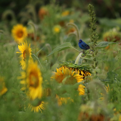 Sunflower Field