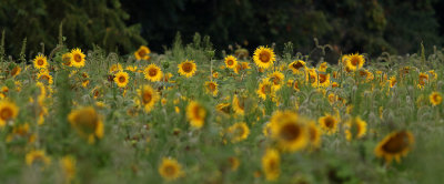 Sunflower Field