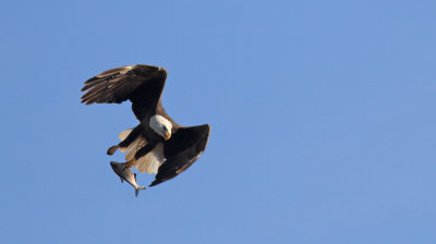 Bald Eagles
