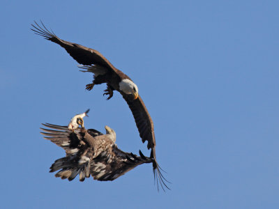 Bald Eagles