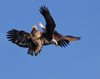 Bald Eagles