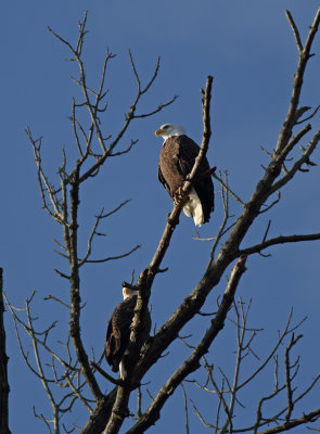 Bald Eagles
