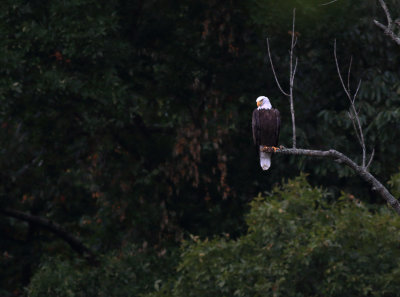 A Backyard Eagle I