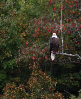 A Backyard Eagle II