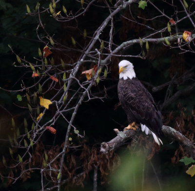 A Backyard Eagle V