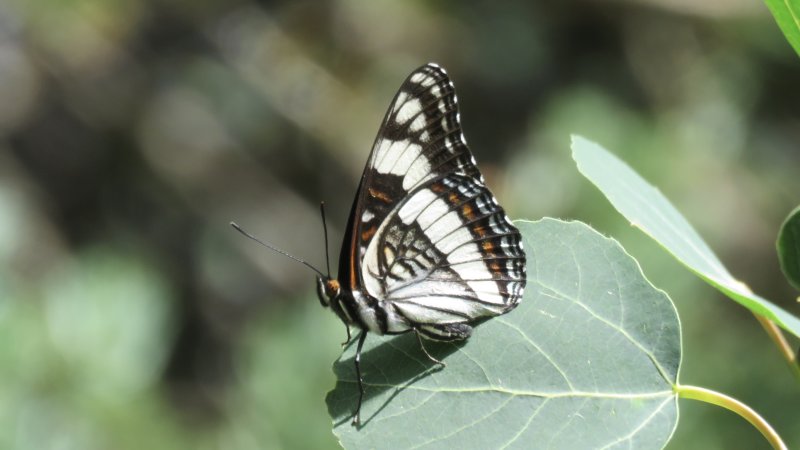 Butterflies of Colorado