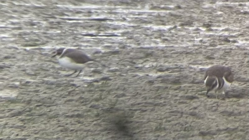 Mystery Plover - photo by Brendan Beers Sep 9, 2022