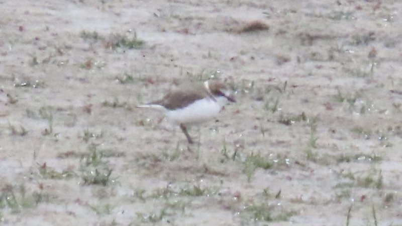 Snowy or Kentish Plover?