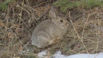 Mountain Cottontail