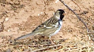 Harris's Sparrow (adult)