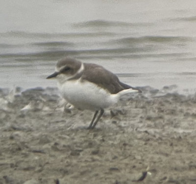 Snowy or Kentish Plover?