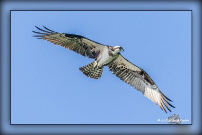 Lakeside Park Birding