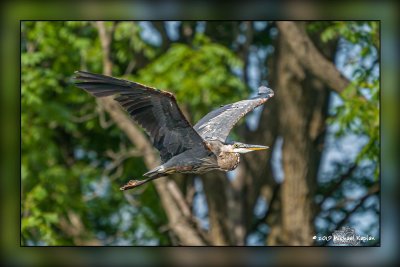 Lakeside Park Birding