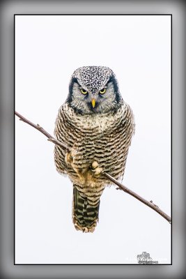 Northern Hawk Owl, Schomberg ON