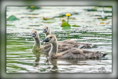 Riverside & Lakeside Parks