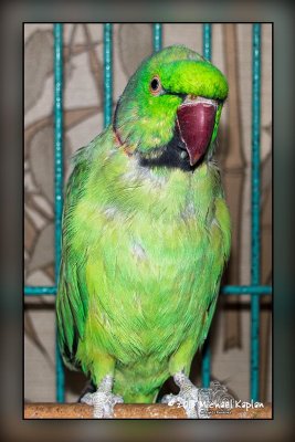 Walter's Parrot _DSC1013.jpg