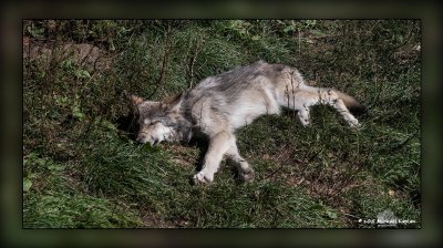 Haliburton Wolf Centre