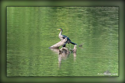 Birding on Valley Inn Rd