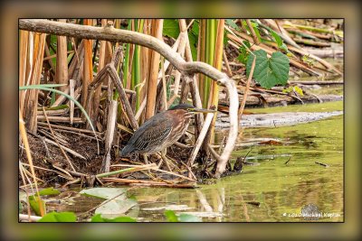Birding on Valley Inn Rd