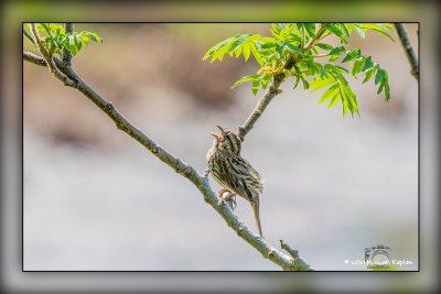_MTK3568-Edit.jpg