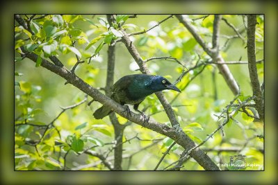 _MTK4180-Edit.jpg