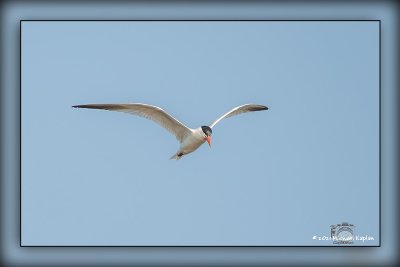 _MTK9446-Edit-2-Enhanced.jpg