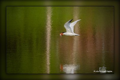_MTK9562-Edit.jpg