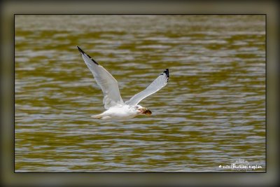 _MTK6313-Enhanced-Edit.jpg