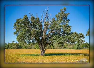 _MTK8350-Pano-Edit.jpg
