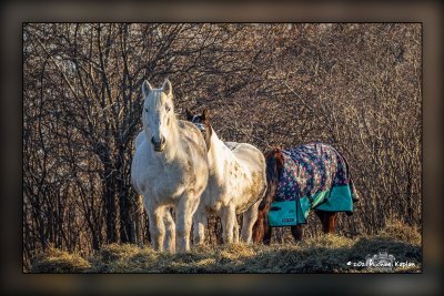 _MTK0189-Edit.jpg